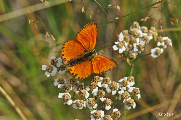 Dukaten-Feuerfalter (Lycaena virgaureae)